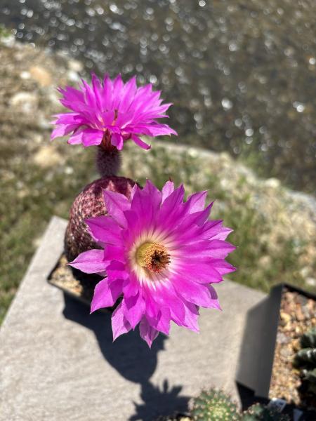 Echinocereus rigidissimus rubispinus